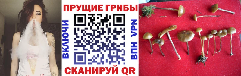 Псилоцибиновые грибы GOLDEN TEACHER Злынка