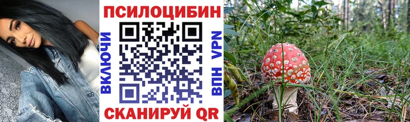 Псилоцибиновые грибы Psilocybe  Злынка 